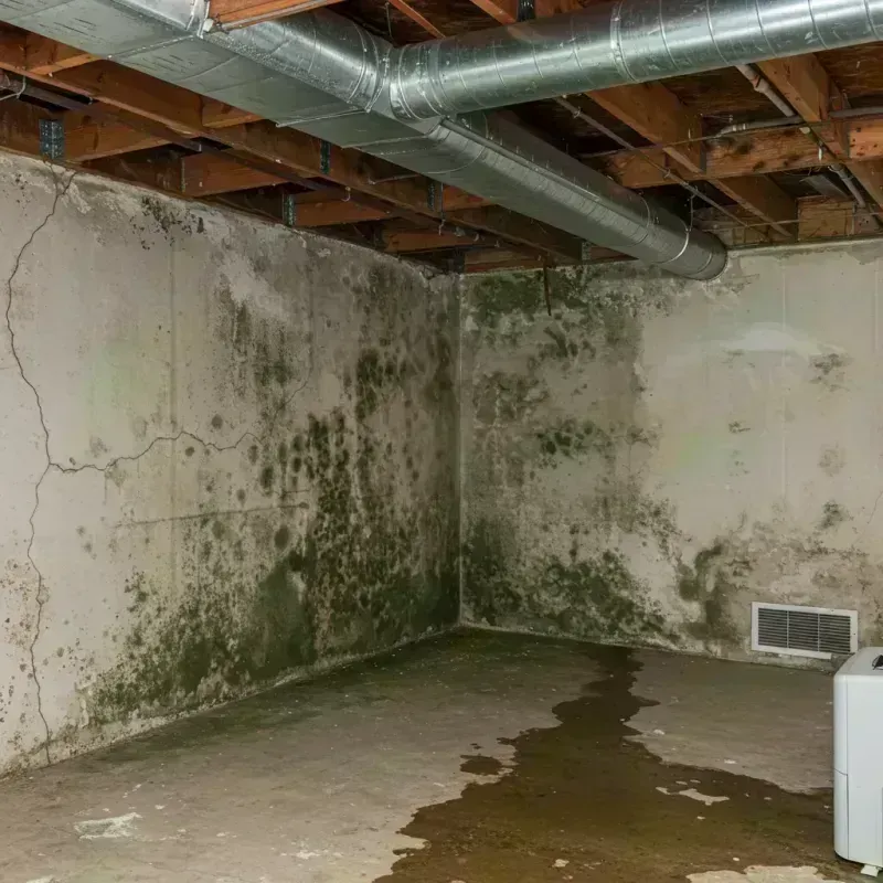 Professional Mold Removal in Lincoln County, SD